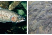 哲罗鱼工厂化封闭循环水养殖_水产养殖网