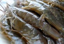 南美白对虾温室养殖过程中需要注意的技术点有哪些?_水产养殖网