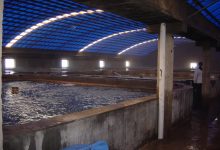 溶解氧测控在水产养殖中的重要作用_工业化水产养殖网