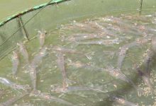 南美白对虾养殖前景分析_水产养殖网