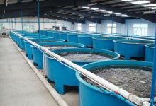 工厂化水产养殖水中有害气体如何快速去除?_水产养殖网