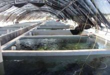 水产养殖废水排放危害及水处理技术研究_水产养殖网