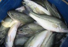 加州鲈单养高产养殖技术_水产养殖网