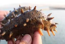 大连海参被热死 循环水养殖降损失_水产养殖网