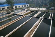 水产养殖水处理中的养水技术_工业化水产养殖网