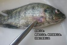 鱼类烂鳃病是什么病因引起的?如何进行防治?_水产养殖网
