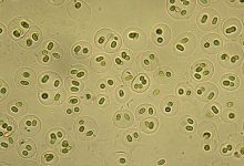 工厂化循环水养殖中常见的6种有益菌,你了解他们的作用吗?_水产养殖网