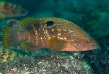 石斑鱼循环水养殖方案_水产养殖网