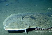 牙鲆鱼循环水养殖技术方案_水产养殖网