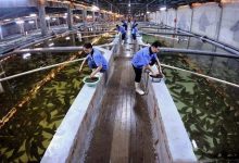 水产养殖中常用渔药及各类禁用药物_水产养殖网