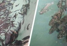 循环水养殖提高饲料利用率的方法分析_水产养殖网