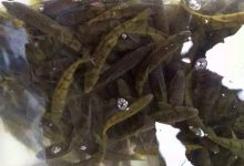 循环水养殖系统中的氮循环过程_水产养殖网