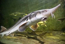 鲟鱼养殖苗种培育技术_水产养殖网